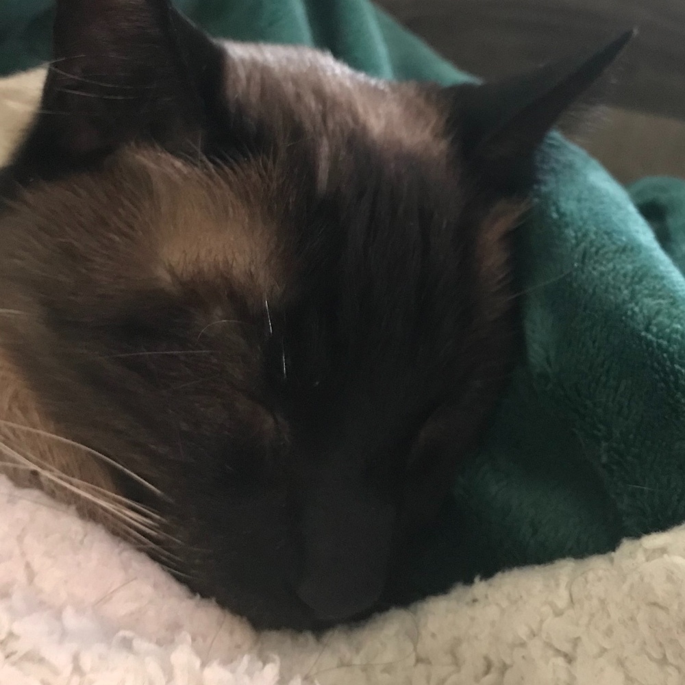 Meet your Posher, Posh